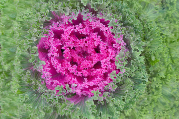 A few tiny water droplets, or dewdrops, are visible along the edges of the green leaves, suggesting the photo was taken after rain or in a cool environment.