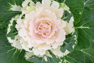 Ornamental Kale. The center features soft, pale leaves, transitioning from a delicate light pink core to creamy white and ivory on the surrounding layers.