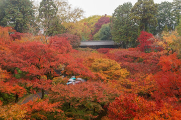 東福寺の紅葉