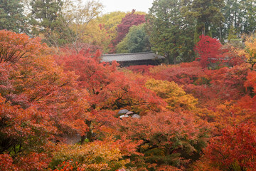 東福寺の紅葉