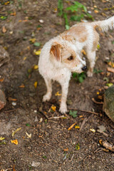 Cute small white and brown dog on a dirt path