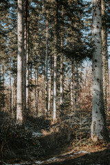 Fototapete bei efototapeten.de bestellen   