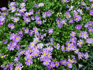 Spring flowers background. More flowers. Vintage beautiful different flowers. Floral background.