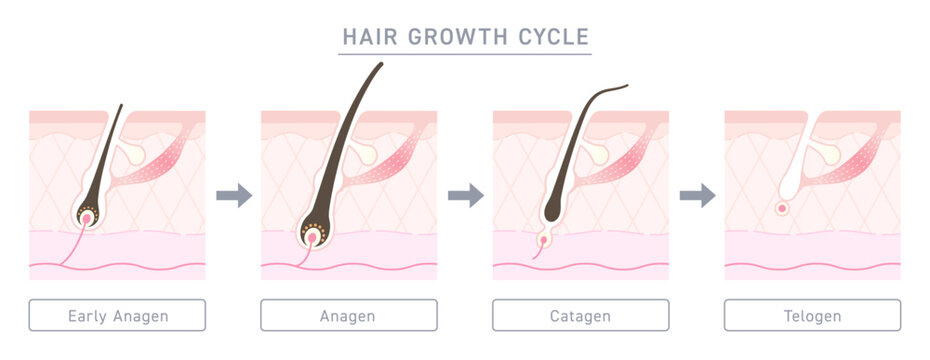Hair growth cycle illustration