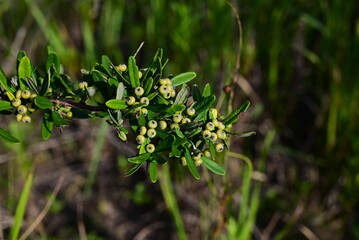 Pyracantha angustifolia (Orange firethorn) fruits. Rosaceae evergreen shrub. White flowers bloom in early summer and the fruits (drupes) ripen to orange in late autumn.
