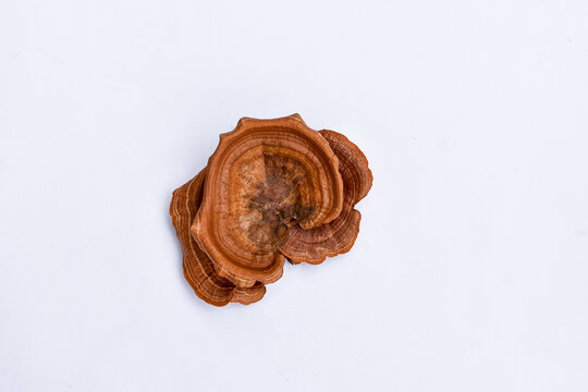 Wood fungus (Pycnoporus cinnabarinus) latar belakang putih,  Wild mushroom