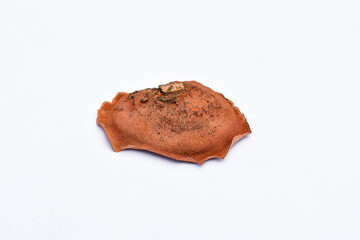 Wood fungus (Pycnoporus cinnabarinus) latar belakang putih,  Wild mushroom