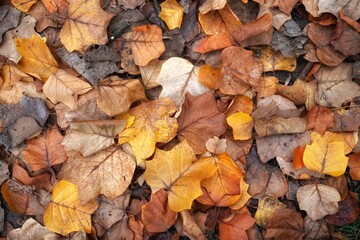 yellow autumn leaves