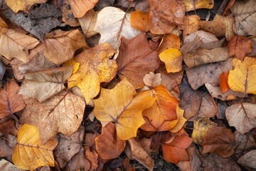 autumn leaves background