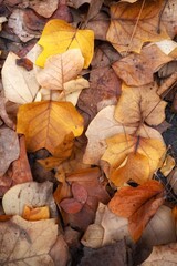 Obraz premium autumn leaves background