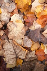 autumn leaves on the ground