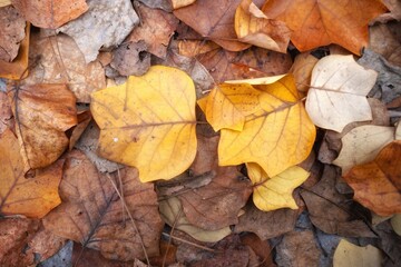 yellow autumn leaves
