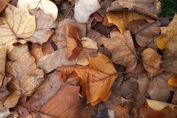 autumn leaves on the ground