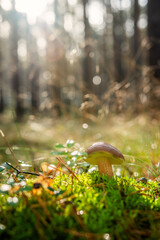Jadalne grzyby leśne. Zbieranie grzybów poprzez kontakt z naturą jako sposób na walkę z depresją. Lasoterapia i kąpiel leśna