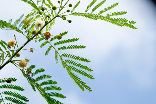 Close-up of petai cina flower or lead tree (Leucaena leucocephala)