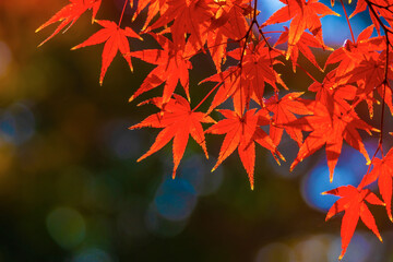 赤いもみじアップ