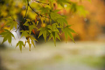 雲龍院の紅葉