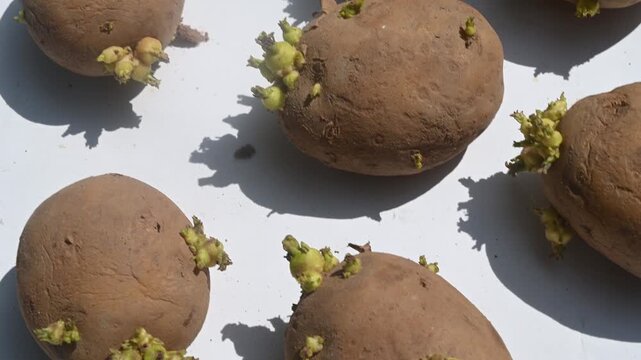 Potato sprouts, or new shoots, grow from a dormant "eye" on a potato tuber under favourable conditions, such as light, warmth, and moisture. Sprouted potatoes may have higher levels of the toxin.