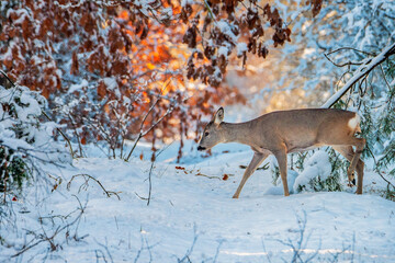 Sarna szukająca pokarmu w zimowym, zaśnieżonym lesie. Zima z śniegiem trudnym okresem dla dzikich zwierząt © MatB