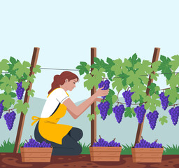 A woman carefully selects ripe grapes in a vibrant vineyard, showcasing the beauty of nature and the dedication required in grape harvesting for winemaking excellence.