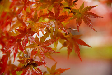 今熊野観音の紅葉