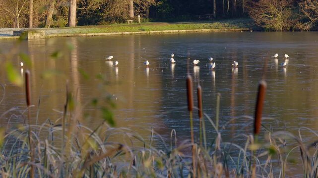 Static Shot Of Flock Of White Gulls Standing On A Frozen Pond In Chesterfield Peak District At Hardwick Hall In The Autumn During Golden Hour