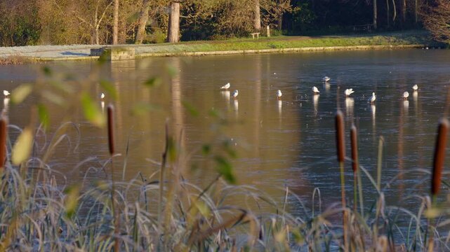 Panning Left To Right Flock Of White Gulls Standing On A Frozen Pond In Chesterfield Peak District At Hardwick Hall In The Autumn During Golden Hour