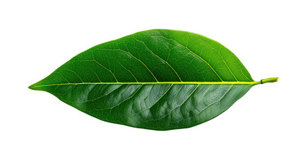 Obraz premium Green leaf isolated on transparent background. botanical element, png file