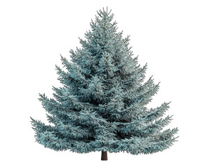 Fototapeta premium Isolated silver fir tree, evergreen, conical shape, snowy effect on needles