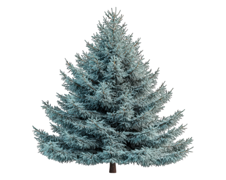 Isolated silver fir tree, evergreen, conical shape, snowy effect on needles