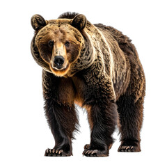 Fototapeta premium A powerful, close-up portrait of a grizzly bear standing against a black background.