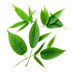 Fototapeta premium A striking composition of assorted vibrant green leaves set against a stark black background.