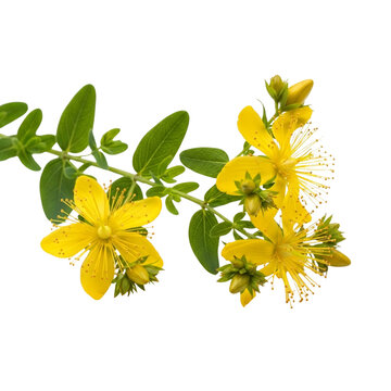 St. John&rsquo;s wort flowering sprig isolated on transparent background &ndash; bright yellow blossoms, green leaves, and star-like stamens.