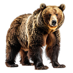 Fototapeta premium A detailed portrait of a massive brown bear against a stark black background.