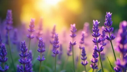 Obraz premium A tranquil scene of lavender flowers bathed in soft sunlight, evoking peace and serenity; perfect for meditation, yoga, or spiritual practices , spa, spirituality