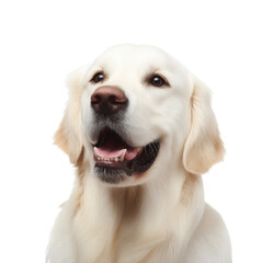 Radiant Golden Retriever Portrait: Captivating close-up of a happy golden retriever, showcasing its affectionate gaze, and inviting smile, embodying the pure essence of canine companionship.