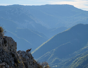Mother chamois (Rupicapra rupicapra) and fawn on cliff edge, Hautes-Alpes