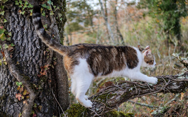 Cute house cat exploring a rugged, moss-covered branch in the fall wilderness