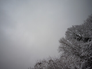 First winter snow on the treeline in the chartreuse massif