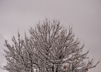 Intricate bare branches covered in snow against a huge gray sky backdrop