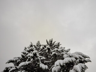 Minimalist winter scene of snow-crowned evergreen trees against gray sky