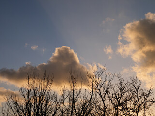Dramatic sunset background with tree silhouettes and golden illuminated clouds