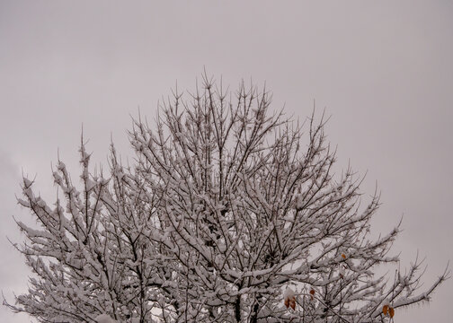 Intricate bare branches covered in snow against a huge gray sky backdrop