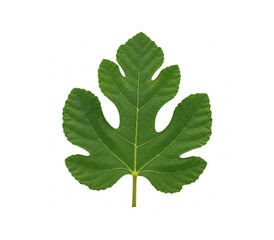 Green fig leaf isolated on white background