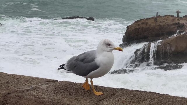 PRIMER PLANO DE GAVIOTA CON OLEAJE AL FONDO