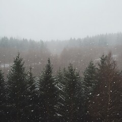 Forest canopy with falling snow and distant misty treeline winter trees photo