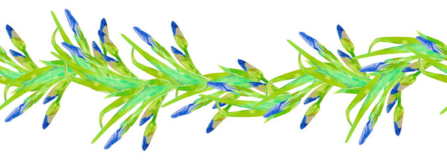 Blue iris flower. Seamless horizontal pattern hand drawn isolated on white. Watercolor illustration with fresh flowers with leaves and buds for textile design, wrapping paper, wallpaper, home decor