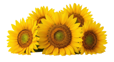 Cluster of vibrant, bright yellow sunflowers with intricate dark centers, radiant golden petals, isolated on transparent studio background with copy space, natural vitality and optimism concept.