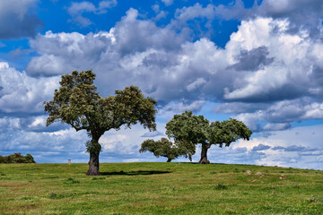 Green olive fields under dramatic spring clouds in Extremadura, Spain. Ideal for nature, agriculture, travel and rural landscape projects © Jordi