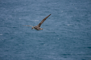 A large petrel glides over the deep blue sea near the Falkland Islands, wings spread wide against the wind.